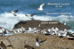 Spécial "oiseaux de mer"