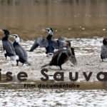 IROISE SAUVAGE – LE FILM