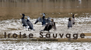 Reunion de cormorans